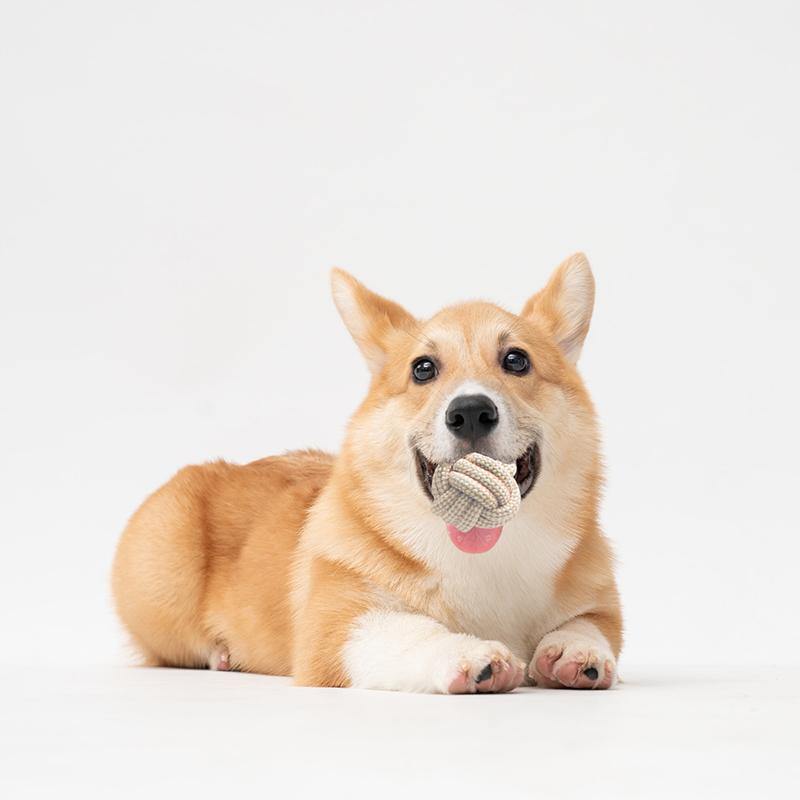 Organic Cotton Dog Toy Set